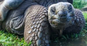 5 Simple Ways to Reduce Site Slowness turtle in the grass