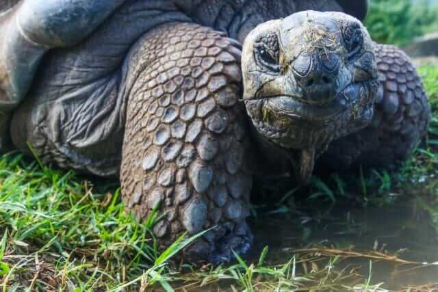turtle in the grass